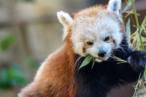 20+ Red Panda Diet Stock Photos, Pictures & Royalty-Free Images - iStock