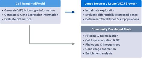 Immune Profiling Analysis: What's Next after Cell Ranger? - 10x Genomics