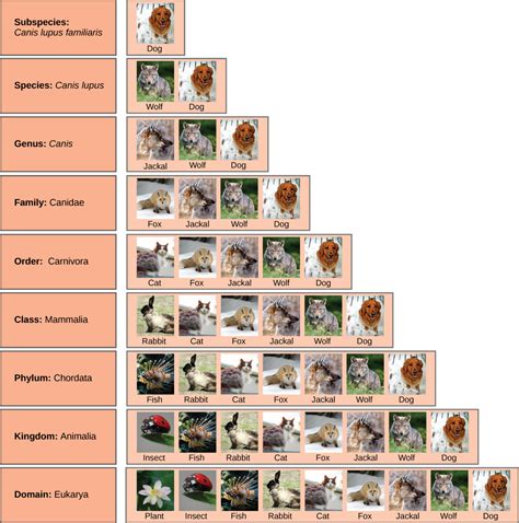 Practice With Taxonomy And Classification Key