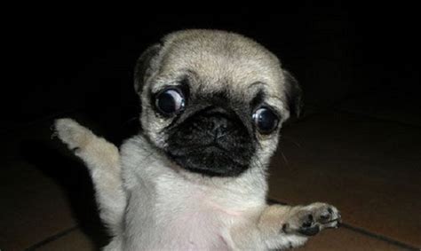 15 Funny Pugs Of The Day