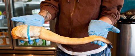 Everything You Need to Know About Geoducks - Eater