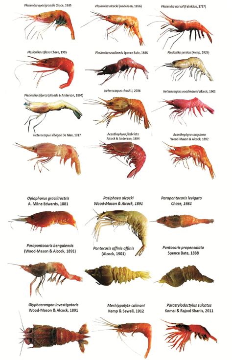 2. Pictorial representation of twenty one species of Deepsea caridean ...