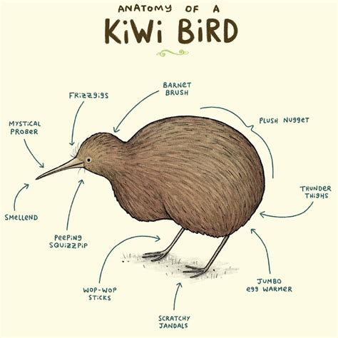 Kiwi anatomy : r/properanatomy