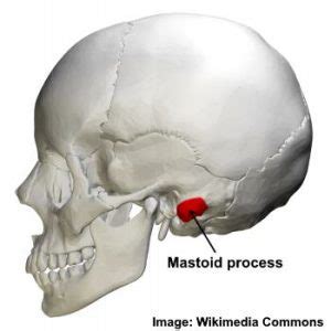 Mastoid Process: Location, Function and Pain