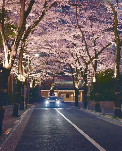 Night Japan cherry blossom | Japan cherry blossom, Cherry blossom, Japan