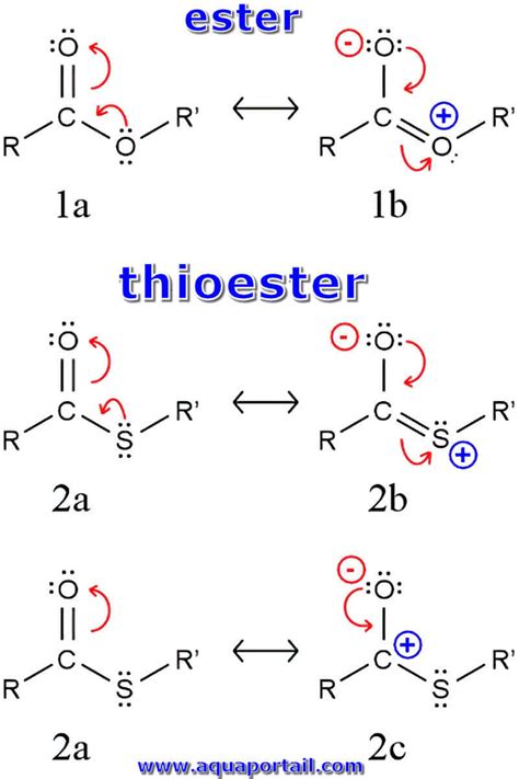 Thioester : définition et explications