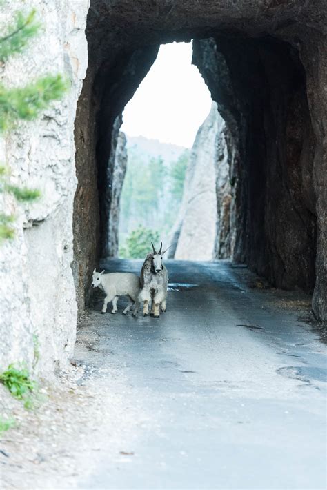 Needles Highway - Best Photo Spots