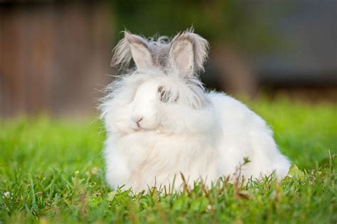 Fluffy Ones, Small Ones, Big Ones... | About Rabbits | Rabbits | Guide