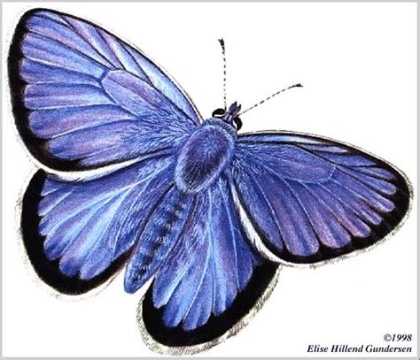 Mission Blue Butterfly | Mission Blue Butterfly | Butterfly pictures ...