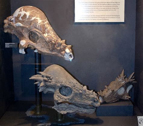 Pachycephalosaurus ontogeny skulls - Museum of the Rockies… | Flickr