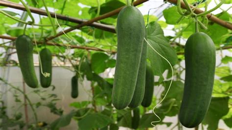 How To Harvest Cucumber? Cucumber Cultivation and Farming Technique ...