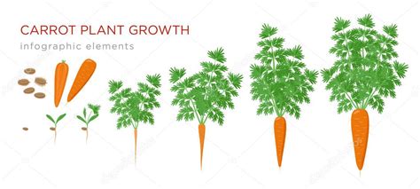 Carrot plant growth stages infographic elements. Growing process of ...