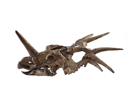 Styracosaurus Facts, Habitat, Diet, Fossils, Pictures