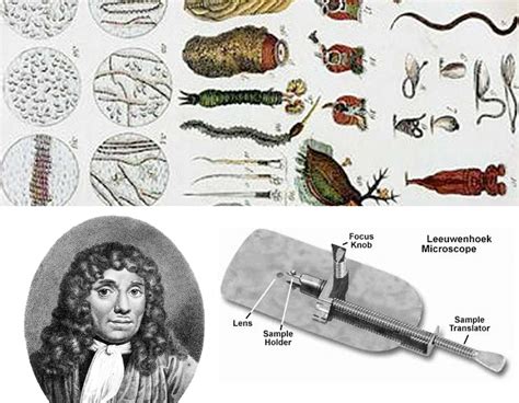 Anton Van Leeuwenhoek Discovery