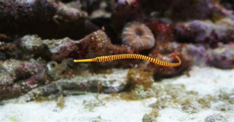 Pipefish | The Life of Animals