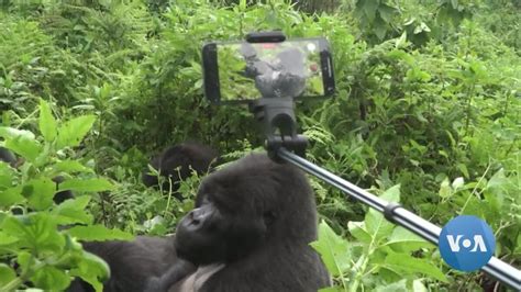 Rwanda's New 'Gorillagram' to Promote Citizen Participation in Gorilla ...