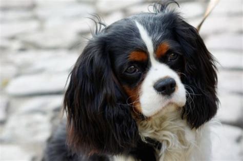 Cavalier King Charles Spaniel Grooming | Canna-Pet®