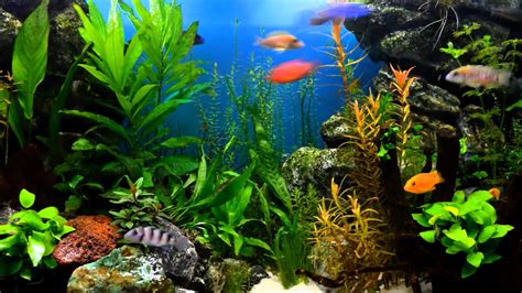 View Fish Aquarium Wallpaper PNG