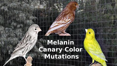 Melanin Canary Color Mutations - YouTube