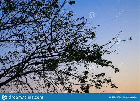 Beautiful Silhouette Tree Branch on Sky Sunset Background Stock Photo ...