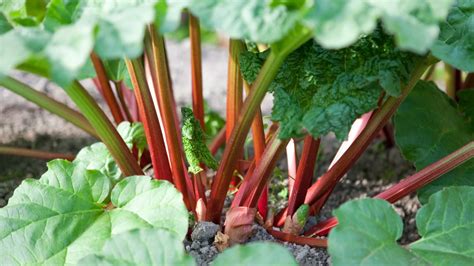 When to plant rhubarb: for a delicious crop of crunchy stems | Homes ...