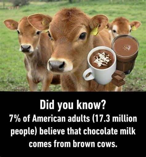 Chocolate Milk Comes From Brown Cows Meme - Meme Walls