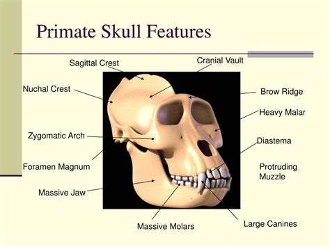 PPT - THE PRIMATES PowerPoint Presentation, free download - ID:6687695