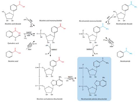 Overview of NAD biosynthesis in humans. NAD biosynthesis initiates from ...