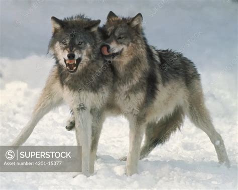 Timber Wolf (Canis lupus) displaying dominance to submissive wolf ...