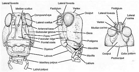 External Anatomy Grasshopper - Anatomical Charts & Posters