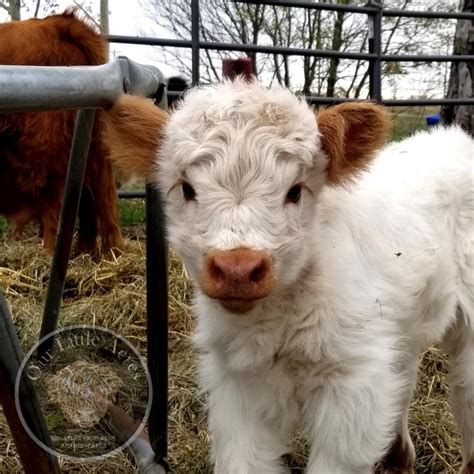 Our Little Acres | Mini cows for sale | Cute baby cow, Pet cows, Fluffy ...