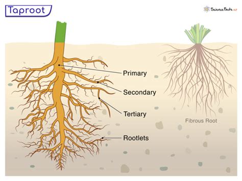 Taproot - Definition, Examples, Functions, and Diagram