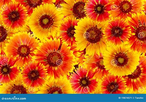 Flowers Are Red And Yellow Stock Image - Image: 19874571