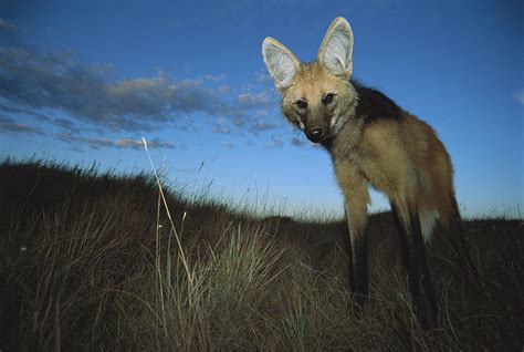 Maned Wolf Hunting At Dusk Brazil Photograph by Tui De Roy