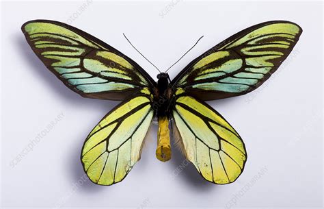 Queen Alexandra's birdwing - Stock Image - C029/6937 - Science Photo ...