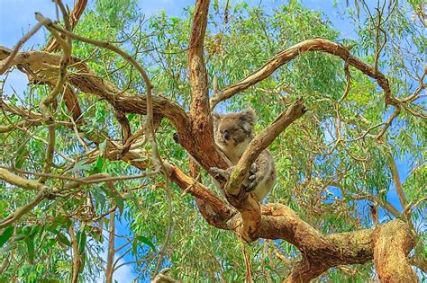 What Do Koalas Eat? - WorldAtlas