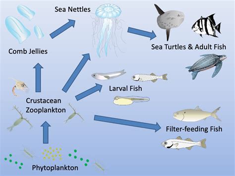 Jellyfish Eating Fish