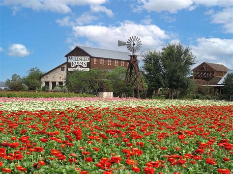 Barb S Flower Barn Kerrville Texas | Best Flower Site