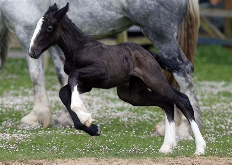 Potro de Shire :: Imágenes y fotos | Caballo shire, Caballos ...