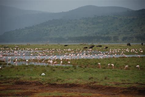 Flamingos Lake Nakuru N.P. - TOP OF AFRICA