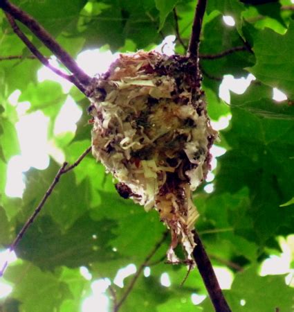 MadBirders » Blue Headed Vireo Nest