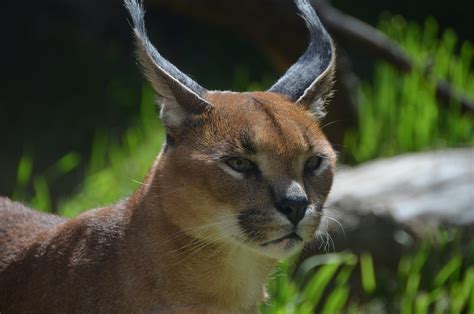 Residents urged to keep caracals safe from dogs