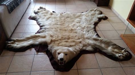 Top taxidermy - Polar Bear skin, with nicely mounted head - - Catawiki