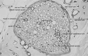 HLS [ Nervous System, peripheral nerve, transverse , radial] HIGH MAG ...