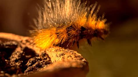 Spiky Caterpillar Macro - YouTube