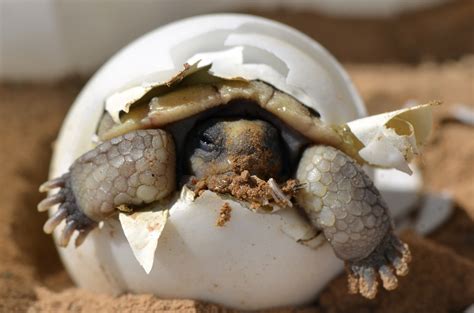 Baby Sulcata Tortoise Diet Plants - domaintoday