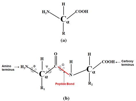 1 (a) An amino acid. (b) A peptide bond is shown between two adjacent ...