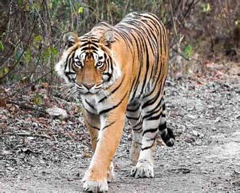 National Animal of India - Indian National Animal - Indian Tiger ...