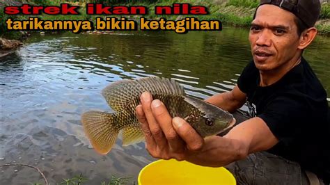 MANCING IKAN NILA@Dungkulfishing - YouTube