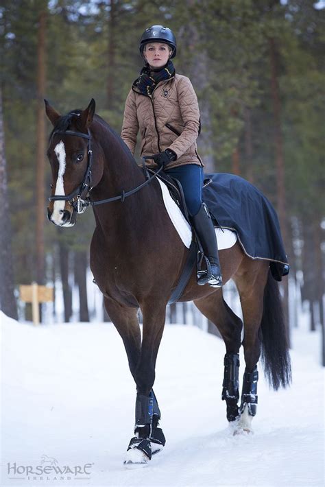 Gorgeous Bay Horse in Winter Riding Gear